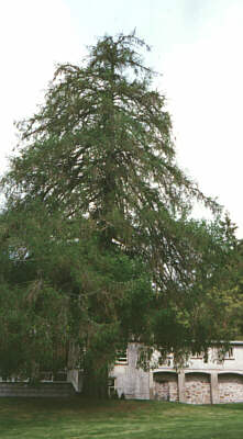 European Larch. Click on the picture to return to your place in the text