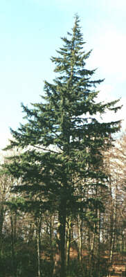 Douglas Fir. Click on the picture to return to your place in the text