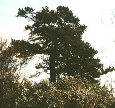 Scots Pine. Click on the picture to return to your place in the text
