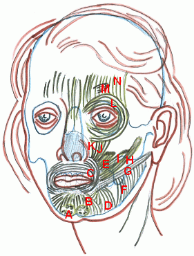Muscles of the face 1
