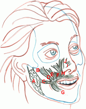 Muscles of the face 2