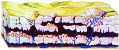 Caves formation stage 3