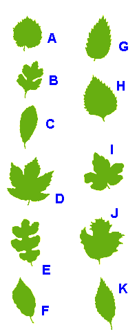 Hazel, Hawthorn, Blackthorn, Sycamore, Oak, Beech, Rowan, Common Lime, Field Maple, Guelder Rose, Ash leaves