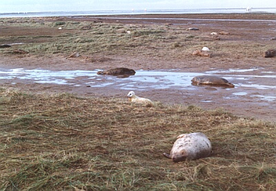 Seals breeding at Donna Nook 2001